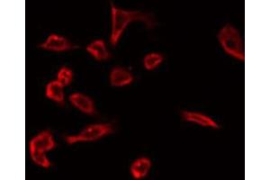 ABIN6266793 staining Hela by IF/ICC. (C1orf57 anticorps  (C-Term))