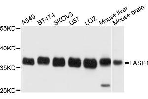 Western blot analysis of extracts of various cell lines, using LASP1 antibody (ABIN5972117) at 1/1000 dilution. (LASP1 anticorps)