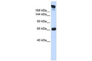 Western Blotting (WB) image for anti-SI antibody (ABIN2458898) (SI anticorps)