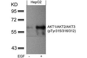 Western blot analysis of extracts from HepG2 cells untreated or treated with EGF using AKT1/AKT2/AKT3(phospho-Tyr315/316/312) Antibody. (AKT 1/2/3 anticorps  (pTyr312, pTyr315, pTyr316))