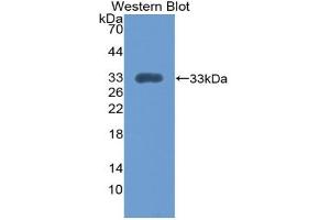 Western blot analysis of the recombinant protein. (Integrin alpha 1 anticorps  (AA 103-368))
