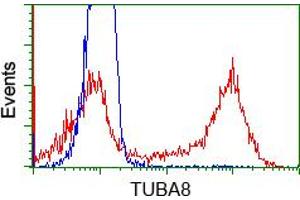 Image no. 1 for anti-Tubulin, alpha 8 (TUBA8) antibody (ABIN1501561) (TUBA8 anticorps)