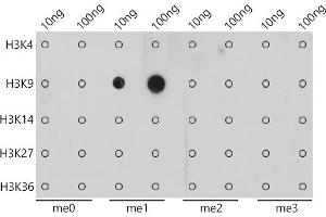 Dot-blot analysis of all sorts of peptides using MonoMethyl-Histone H3-K9 antibody (ABIN7267685) at 1:1000 dilution. (Histone 3 anticorps  (H3K9me))