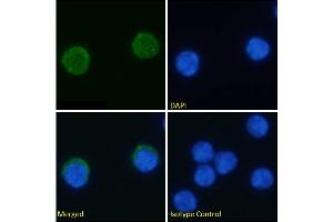 Immunofluorescence staining of fixed mouse splenocytes with anti-PD-1H antibody MH5A. (Recombinant VISTA anticorps)