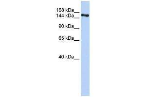 WB Suggested Anti-ZNF236 Antibody Titration:  0. (ZNF236 anticorps  (C-Term))