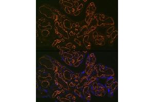 Immunofluorescence analysis of human placenta using CD31/PEC Rabbit mAb (ABIN7269407) at dilution of 1:100 (40x lens). (CD31 anticorps)