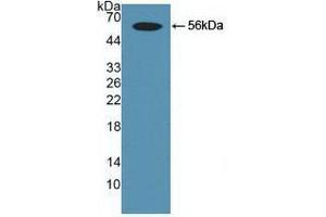 Western blot analysis of recombinant Human Smad9. (SMAD9 anticorps  (AA 226-459))
