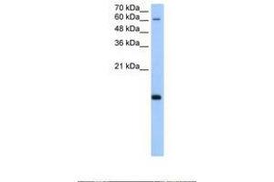 Image no. 1 for anti-Polymerase (RNA) II (DNA Directed) Polypeptide H (POLR2H) (AA 51-100) antibody (ABIN321498) (POLR2H anticorps  (AA 51-100))
