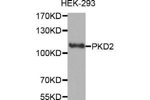 Western Blotting (WB) image for anti-Polycystic Kidney Disease 2 (Autosomal Dominant) (PKD2) antibody (ABIN1874147) (PKD2 anticorps)