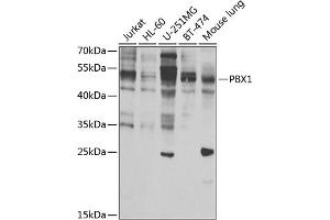 Western blot analysis of extracts of various cell lines, using PBX1 antibody (ABIN6129765, ABIN6145269, ABIN6145270 and ABIN6223473) at 1:1000 dilution. (PBX1 anticorps  (AA 311-430))