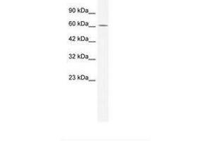 Image no. 2 for anti-Zinc Finger Protein 182 (ZNF182) (AA 543-592) antibody (ABIN6735968) (ZNF182 anticorps  (AA 543-592))