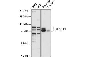 Western blot analysis of extracts of various cell lines, using XPNPEP1 antibody (ABIN7271401) at 1:1000 dilution. (XPNPEP1 anticorps  (AA 44-240))