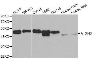 Western blot analysis of extracts of various cell lines, using ATXN3 antibody. (Ataxin 3 anticorps  (AA 1-364))