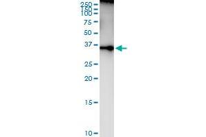 Immunoprecipitation of PLSCR1 transfected lysate using anti-PLSCR1 MaxPab rabbit polyclonal antibody and Protein A Magnetic Bead , and immunoblotted with PLSCR1 purified MaxPab mouse polyclonal antibody (B01P) . (PLSCR1 anticorps  (AA 1-318))