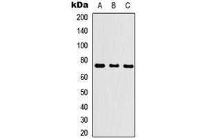 Western blot analysis of KLHL29 expression in HEK293T (A), NS-1 (B), PC12 (C) whole cell lysates. (KLHL29 anticorps  (Center))