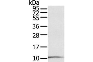 Western Blot analysis of A431 cell using S100P Polyclonal Antibody at dilution of 1:600