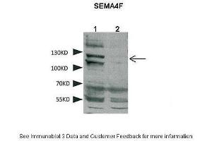 Lanes:   1. (SEMA4F anticorps  (N-Term))