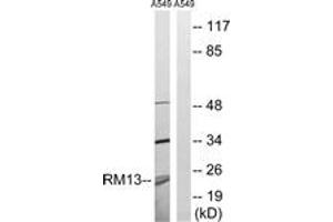 Western blot analysis of extracts from A549 cells, using MRPL13 Antibody. (MRPL13 anticorps  (AA 121-170))