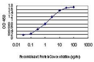 Detection limit for recombinant GST tagged PRPF3 is approximately 0. (PRPF3 anticorps  (AA 585-683))
