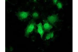 Anti-PNMT mouse monoclonal antibody (ABIN2454538) immunofluorescent staining of COS7 cells transiently transfected by pCMV6-ENTRY PNMT (RC206586). (PNMT anticorps)