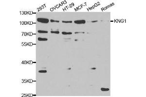 Western blot analysis of extracts of various cell lines, using KNG1 antibody. (KNG1 anticorps  (AA 148-427))