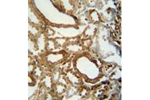 Immunohistochemistry analysis in formalin fixed and paraffin embedded human kidney tissue reacted with INSC Antibody (C-term) followed by peroxidase conjugation of the secondary antibody and DAB staining. (INSC anticorps  (C-Term))