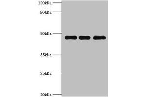Western blot All lanes: Phosphatidylinositol 5-phosphate 4-kinase type-2 beta antibody at 10 μg/mL Lane 1: Hela whole cell lysate Lane 2: MCF-7 whole cell lysate Lane 3: 293T whole cell lysate Secondary Goat polyclonal to rabbit IgG at 1/10000 dilution Predicted band size: 48, 33 kDa Observed band size: 48 kDa