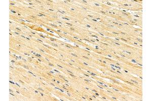Phospho-HSF1 (Ser121) Antibody at 1/100 staining Rat heart tissue by IHC-P. (HSF1 anticorps  (pSer121))