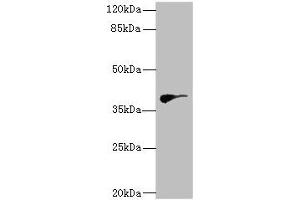 Western blot All lanes: DHDDSantibody at 2. (DHDDS anticorps  (AA 1-333))