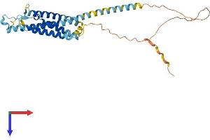 AlphaFold protein structure predicition of Mouse Recombinant Ms4a1 Protein, UniprotID P19437
