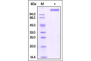 Human VEGF R2, Strep Tag on SDS-PAGE under reducing (R) condition.
