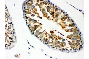 Anti- JAB1 Picoband antibody, IHC(P) IHC(P): Rat Testis Tissue