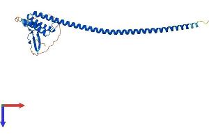 AlphaFold protein structure predicition of Human Recombinant DNALI1 Protein, UniprotID O14645