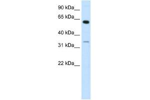 ZNF609 antibody (20R-1068) used at 0.
