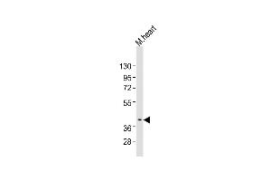 Anti-Bmi1 Antibody (Center)at 1:2000 dilution + mouse heart lysates Lysates/proteins at 20 μg per lane.