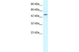 WB Suggested Anti-TCEB1 Antibody Titration:  1. (TCEB1 anticorps  (Middle Region))