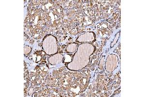 IHC analysis of NLRX1 using anti-NLRX1 antibody (ABIN7602716). (NLRX1 anticorps  (AA 98-874))