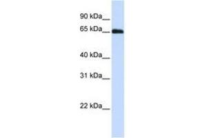 Image no. 1 for anti-DDB1 and CUL4 Associated Factor 11 (DCAF11) (N-Term) antibody (ABIN6740782)