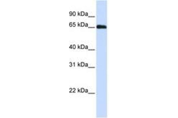 DCAF11 Antikörper  (N-Term)