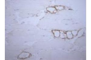 Immunohistochemistry (IHC) image for anti-Amine Oxidase, Copper Containing 3 (Vascular Adhesion Protein 1) (AOC3) antibody (ABIN960583)