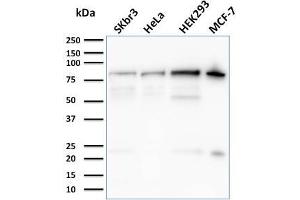 Western Blot Analysis of SKBr-3, HeLa, HEK293, MCF-7 cell lysates using Ezrin Mouse Monoclonal Antibody (CPTC-Ezrin-1). (Ezrin anticorps)