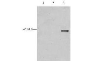 Western blot analysis is shown using  Affinity Purified anti-p28 ING5 antibody to detect over expressed Human ING5 present in HeLa cell nuclear extracts. (ING5 anticorps  (AA 127-140))