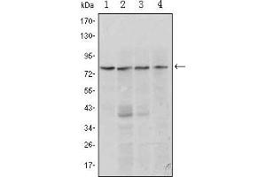 Western Blot showing PRDM1 antibody used against Raji (1, 2), L1210 (3) and TPH-1 (4) cell lysate. (PRDM1 anticorps)