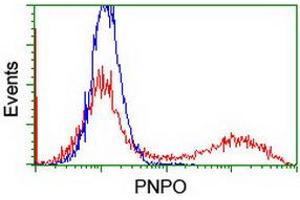 HEK293T cells transfected with either RC200133 overexpress plasmid (Red) or empty vector control plasmid (Blue) were immunostained by anti-PNPO antibody (ABIN2454781), and then analyzed by flow cytometry. (PNPO anticorps)