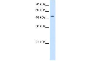 WB Suggested Anti-SLC41A2 Antibody Titration:  2. (SLC41A2 anticorps  (N-Term))
