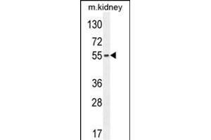 FBXO39 Antibody (C-term) (ABIN654584 and ABIN2844286) western blot analysis in mouse kidney tissue lysates (35 μg/lane). (FBXO39 anticorps  (C-Term))