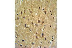 EHD3 Antibody IHC analysis in formalin fixed and paraffin embedded brain tissue followed by peroxidase conjugation of the secondary antibody and DAB staining.