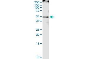 Immunoprecipitation of PPIG transfected lysate using anti-PPIG MaxPab rabbit polyclonal antibody and Protein A Magnetic Bead , and immunoblotted with PPIG MaxPab mouse polyclonal antibody (B01) .