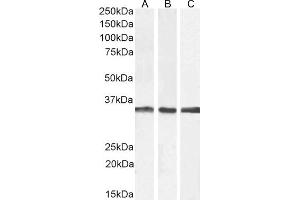 (ABIN571083) (2 μg/mL) staining of A431 (A), Jurkat (B), and U251 (C) cell lysate (35 μg protein in RIPA buffer).
