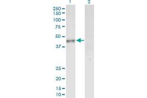 Western Blot analysis of INPP1 expression in transfected 293T cell line by INPP1 MaxPab polyclonal antibody. (INPP1 anticorps  (AA 1-399))
